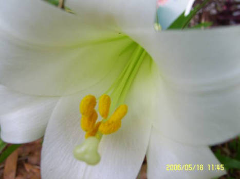 White Flower