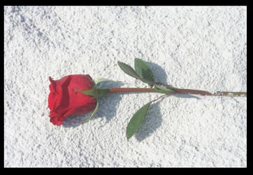 Rose in the sand 3