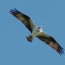 Osprey Close-Up