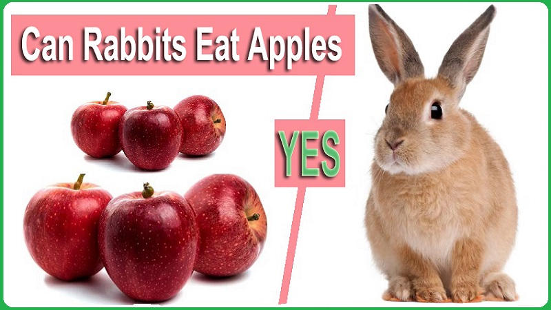 Can-Rabbits-Eat-Apples