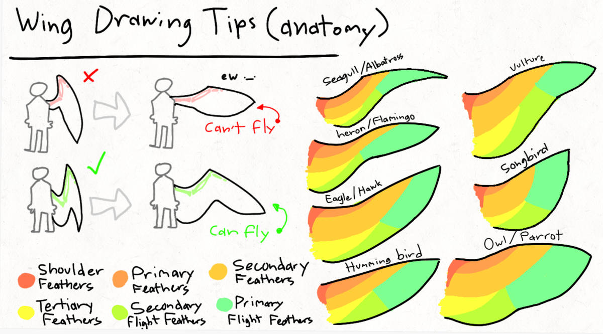 Wing drawing tips :))) by SqueerSquid on DeviantArt