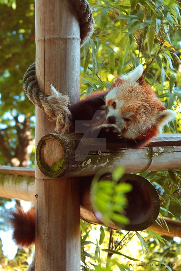 Red Panda - Ailurus fulgens #1