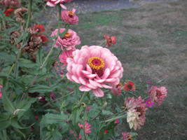 Hot Spring Flower