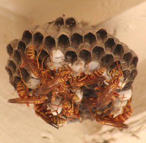 Hornets Or Wasps Or Something