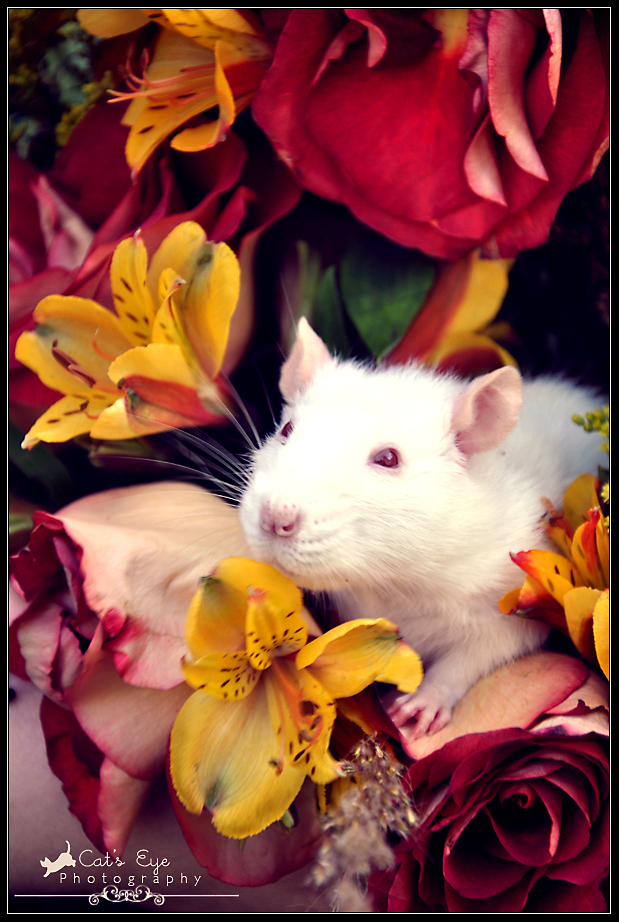 Rose Petal Whiskers