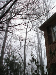 Trees by the house in the fog