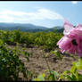 Valley of Roses