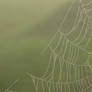 Spiders net