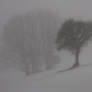 Foggy Trees