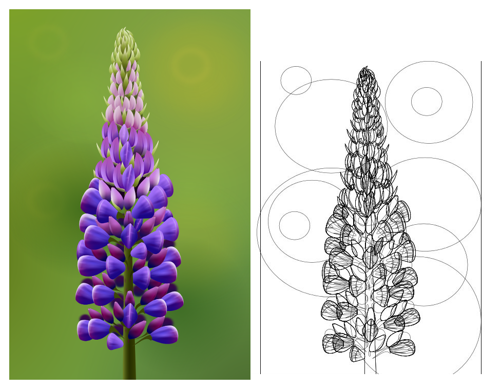 lupine