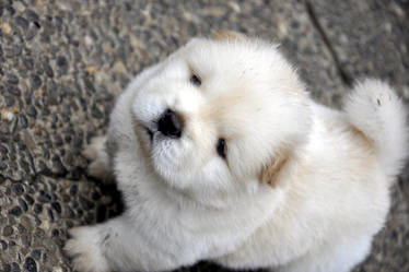 chow chow puppy