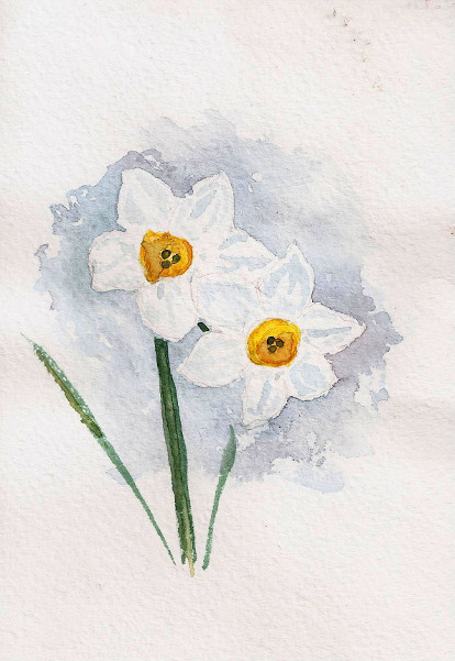 blooming daffodils postcard