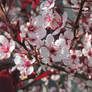 Cherry Blossums