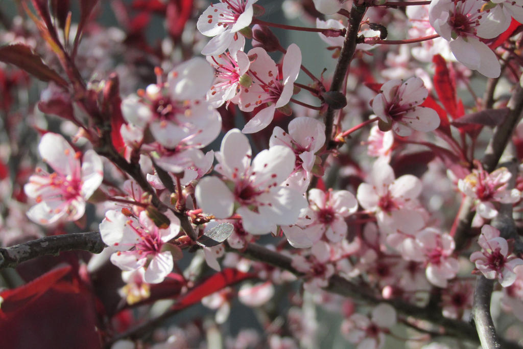 Cherry Blossums