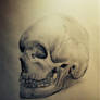 Another Skull