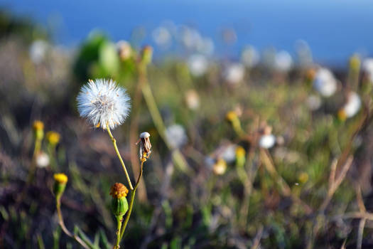 Dandelion fields forever