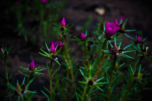 Pink and Green