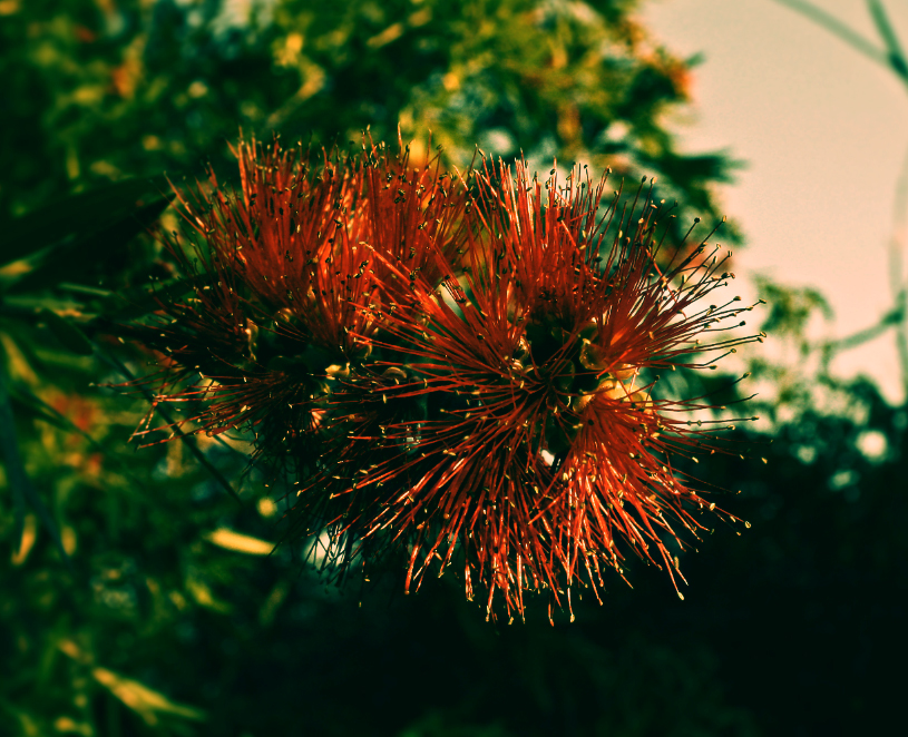 Bottlebrush