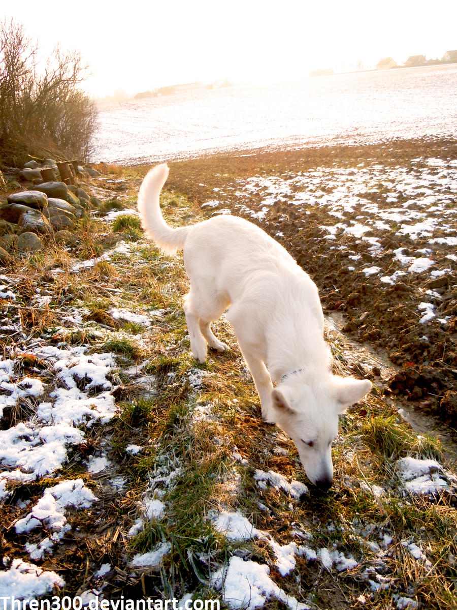 White Shepherd