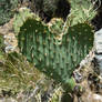 prickley love