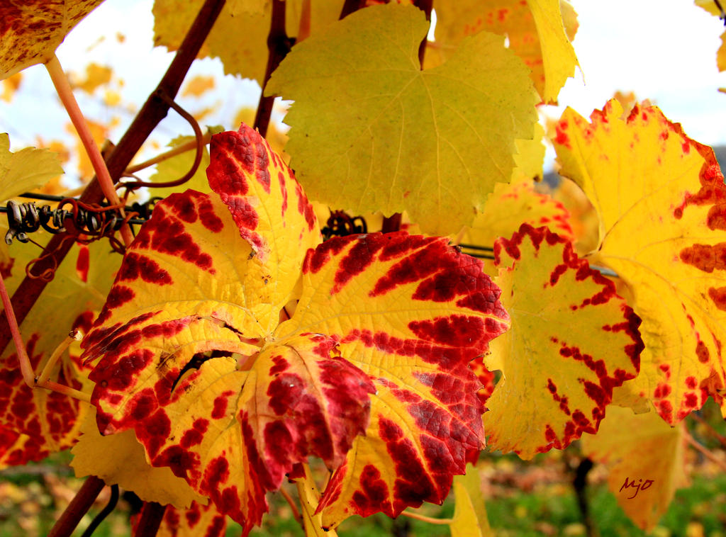 Vignes empourprees