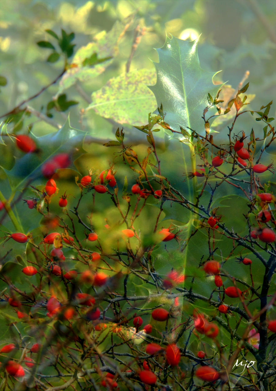 Un Bouquet De Houx Vert By Amiejo On Deviantart Un Bouquet De Houx Vert By Amiejo On Deviantart