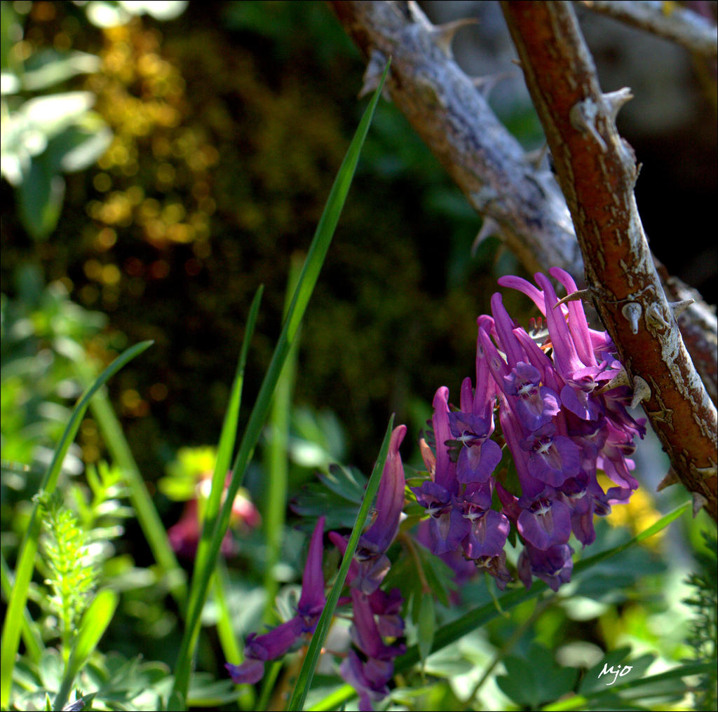 Ronces et Orchidees