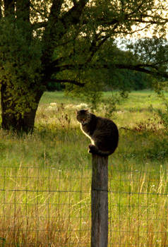 Chat perche