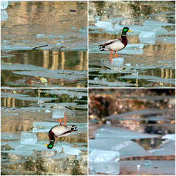 Figure skating of the duck