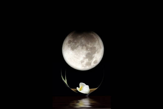 Calla Moon