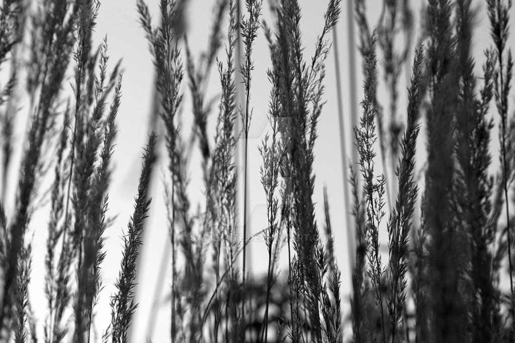 Black grasses