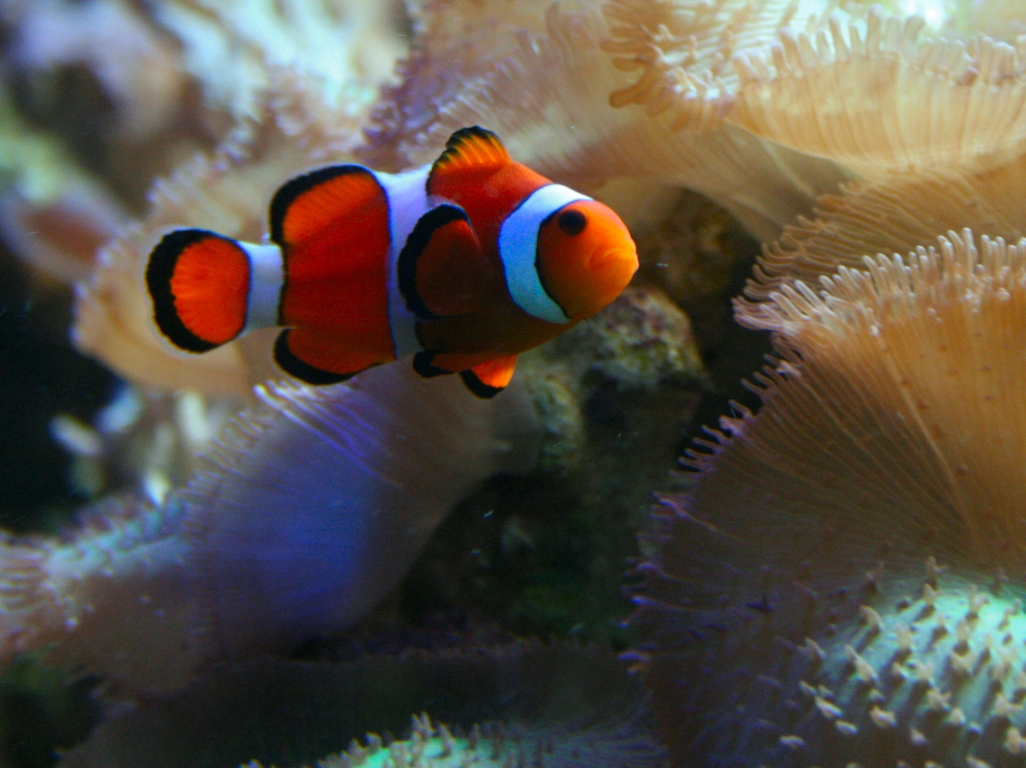 Clown Fish