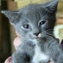 Gray Kitten 1