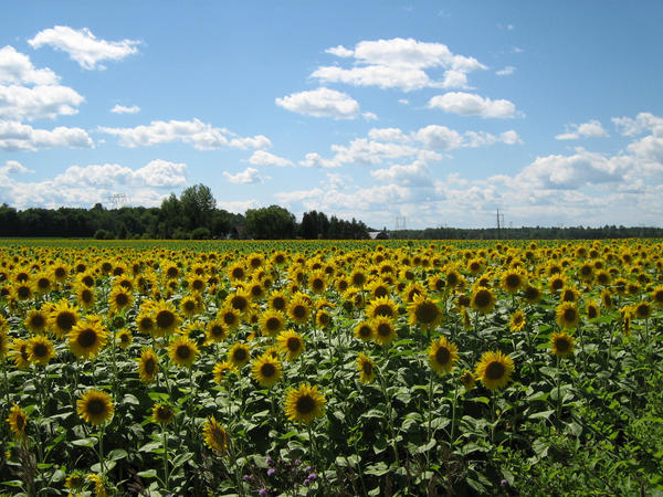 Sunflower Field 2