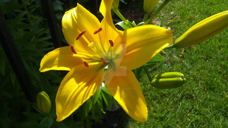 Yellow Lily, Early Bloom