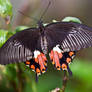 Exotic Swallowtail