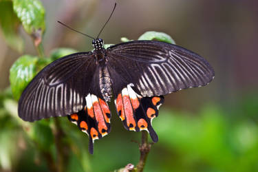 Exotic Swallowtail