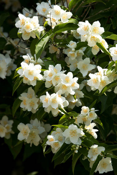 Even more jasmine flowers