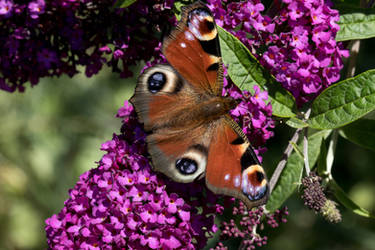 Peacock butterfly 2