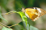 waiting gracefully by Memyselfandi60