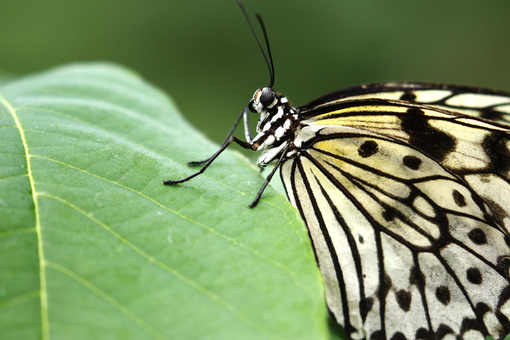 Zebra with wings by Memyselfandi60 Zebra with wings by Memyselfandi60