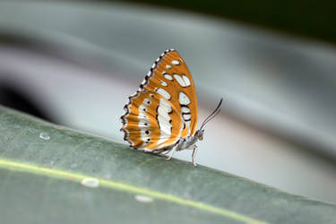 Wonderful how the nectar hose matches with my wing