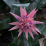 Bromelia blossom