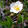 wild flowers