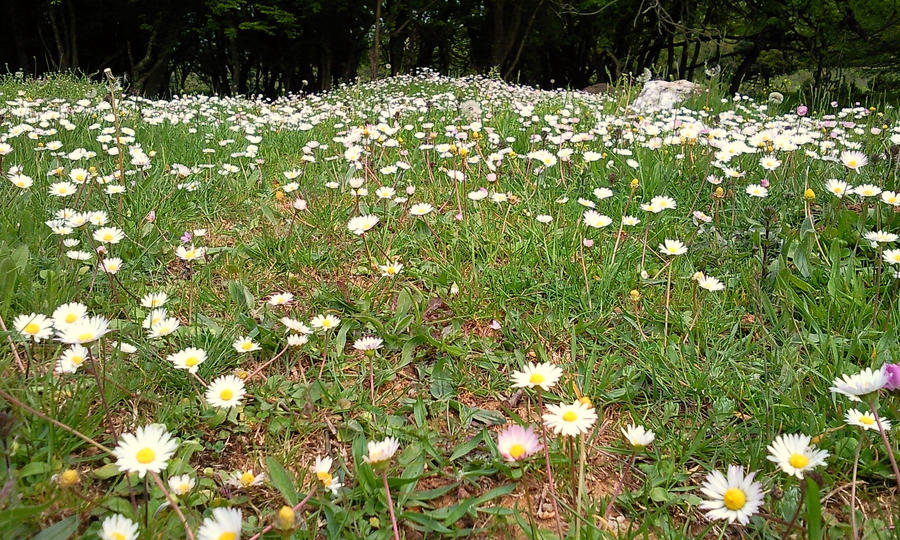 wild flowers of Greek nature