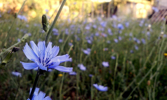 wild flower of Greek nature