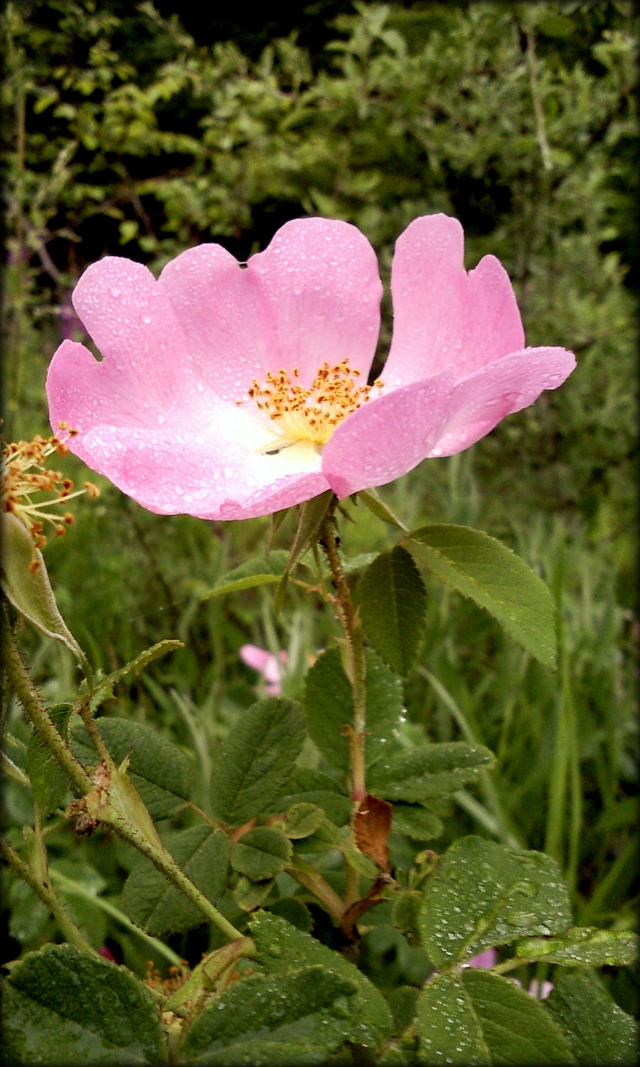 wild flowers of Greek nature