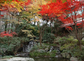 Trees in a japanese garden