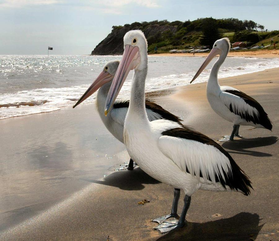 3 Pelicans