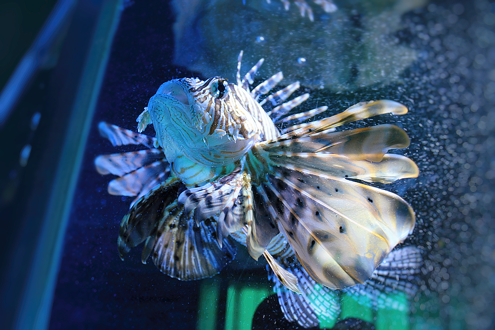 Lion fish